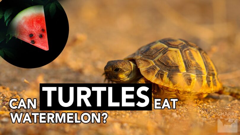 Turtles Eat Watermelon