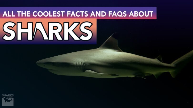 All The Coolest Facts and FAQ About Sharks