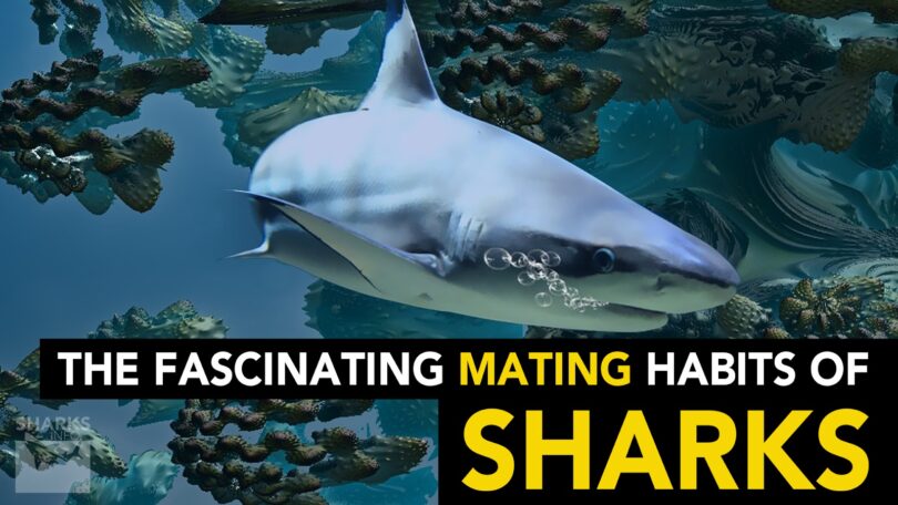 The Fascinating Mating Habits Of Sharks
