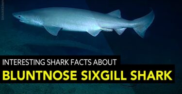 Interesting Shark Facts About The Bluntnose Sixgill