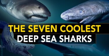 The Seven Coolest Deep Sea Sharks