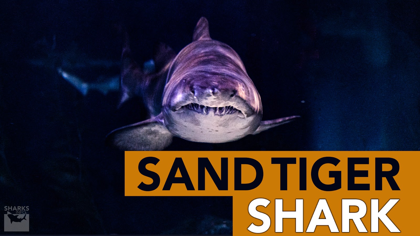 The 10 Least Dangerous Sharks
