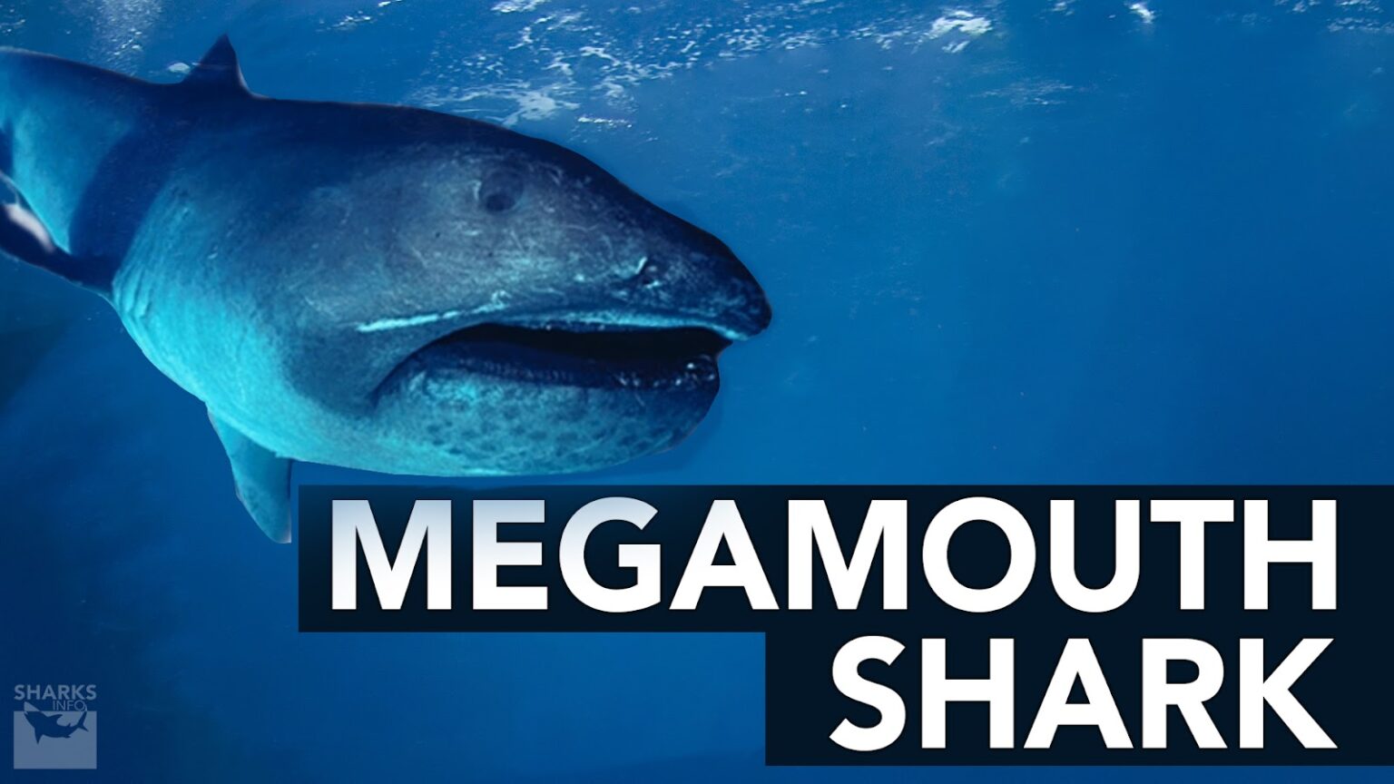 The 10 Least Dangerous Sharks