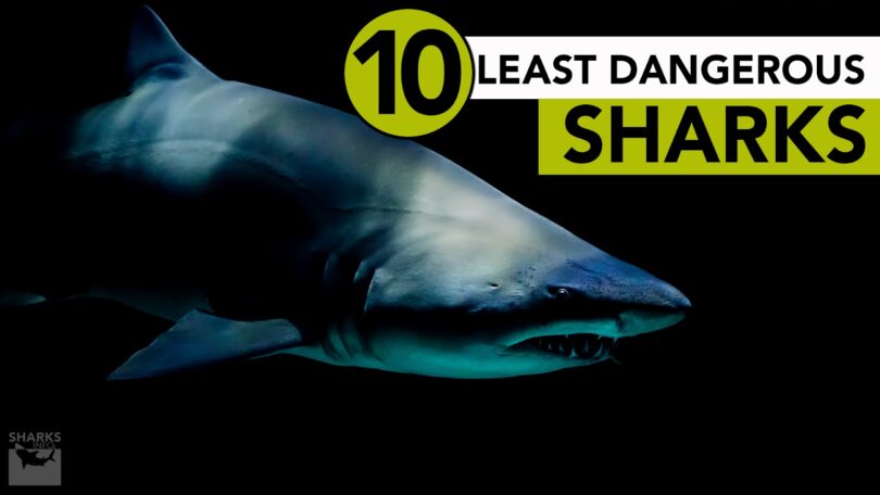 The 10 Least Dangerous Sharks