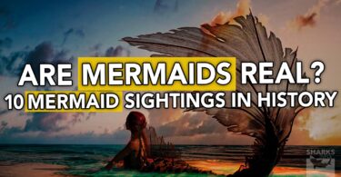 Are Mermaids Real? 10 Mermaid Sightings in History
