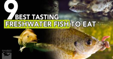 9 Best Tasting Freshwater Fish To Eat