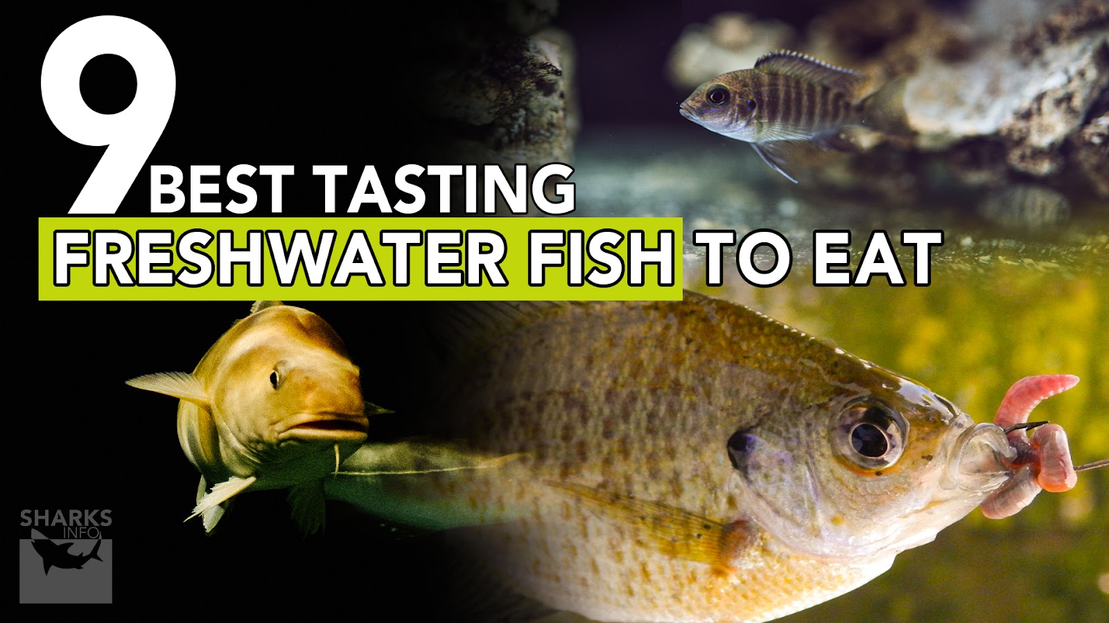 9 Best Tasting Freshwater Fish To Eat - sharksinfo.com