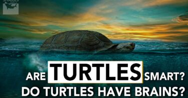 Are Turtles Smart? Do Turtles Have Brains?