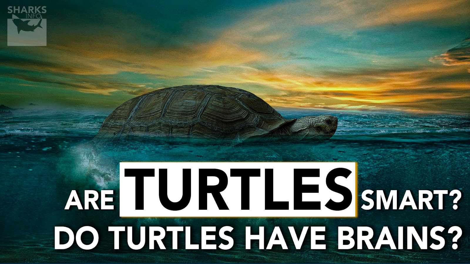 Are Turtles Smart? Do Turtles Have Brains?