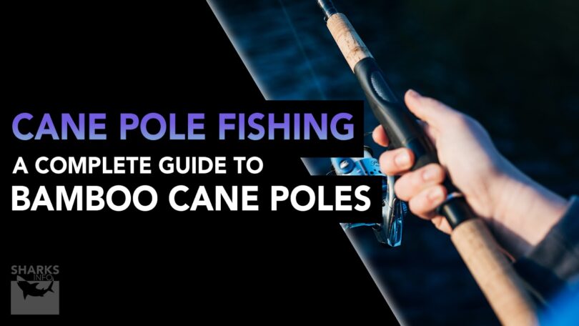 Cane Pole Fishing — A Complete Guide To Bamboo Cane Poles