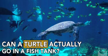 Turtle Actually Go in a Fish Tank