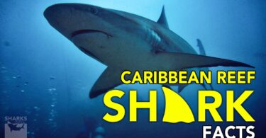 Caribbean Reef Shark Facts
