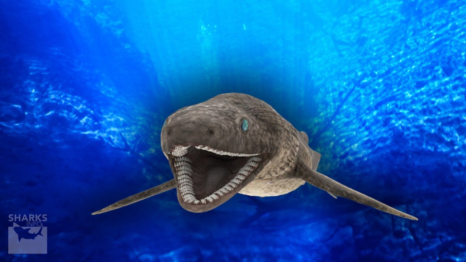 Frilled Sharks are an Interesting Species of Shark – sharksinfo