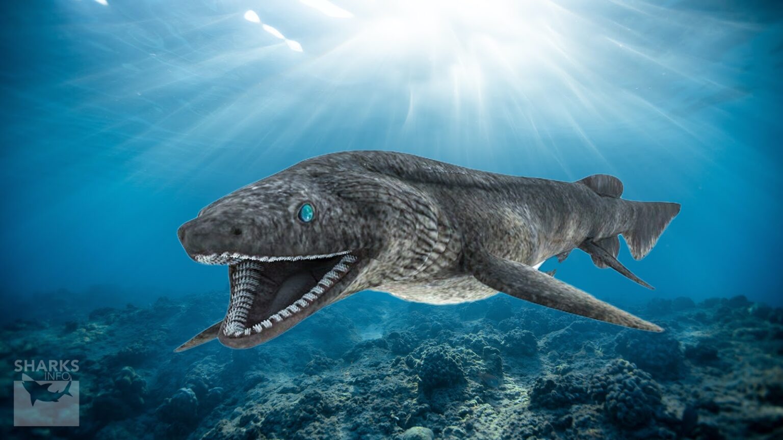 Frilled Sharks are an Interesting Species of Shark – sharksinfo