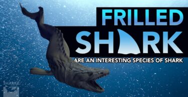 Frilled Sharks are an Interesting Species of Shark