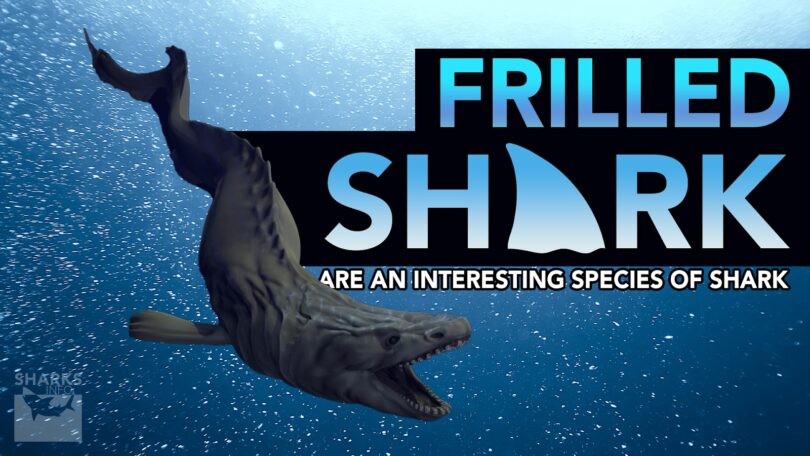 Frilled Sharks are an Interesting Species of Shark