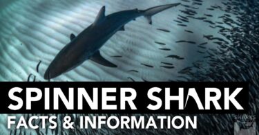 Spinner Shark - Facts & Information