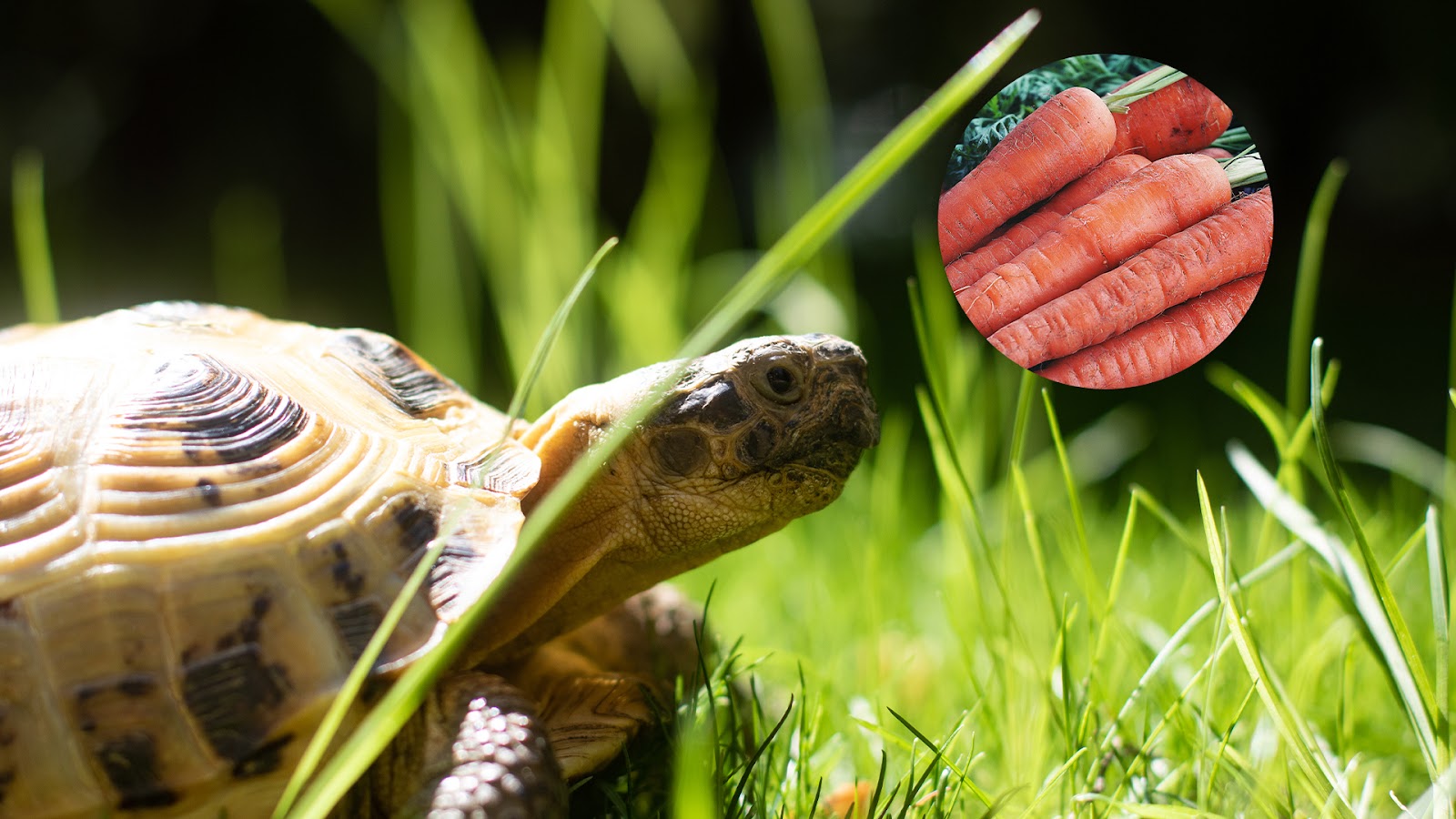 Can Russian Tortoises Eat Carrots?