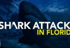 Shark Attacks In Florida