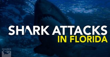 Shark Attacks In Florida