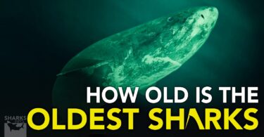 How Old Is The Oldest Shark?