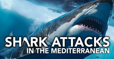 Shark Attacks in the Mediterranean