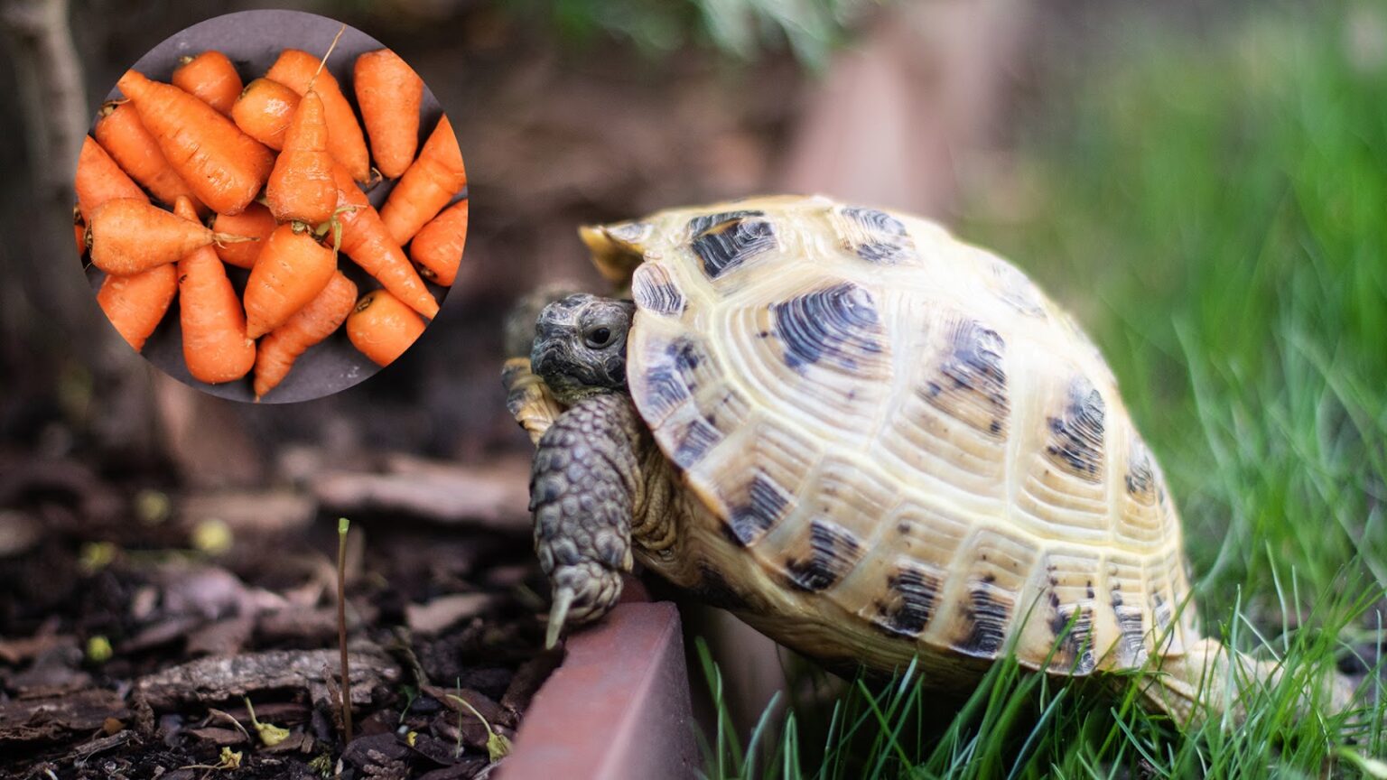 Can Russian Tortoises Eat Carrots?