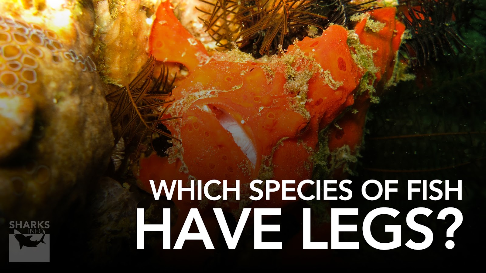 Which Species of Fish Have Legs?