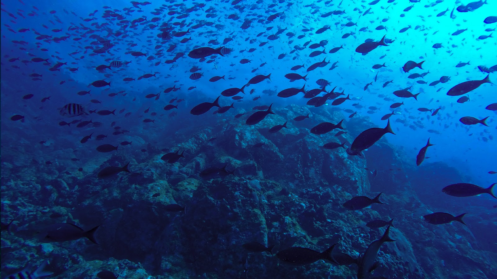 What is a Group of Fish Called? – sharksinfo.com