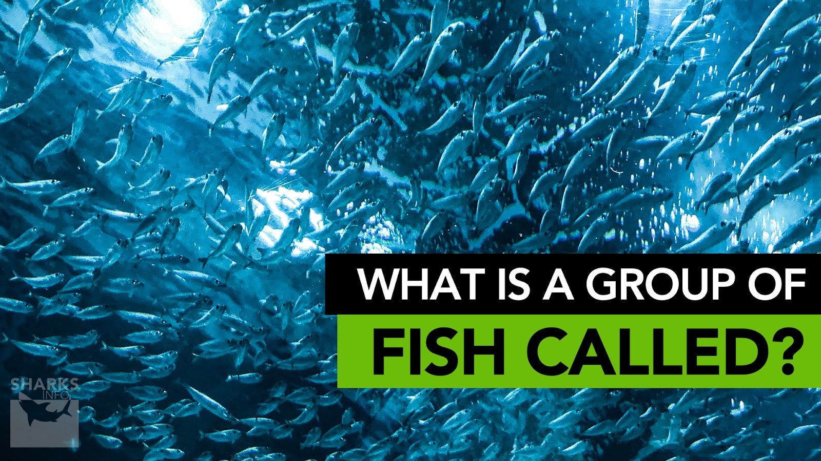 what group of fish is called a school