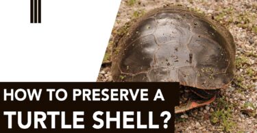 Preserve a Turtle Shell
