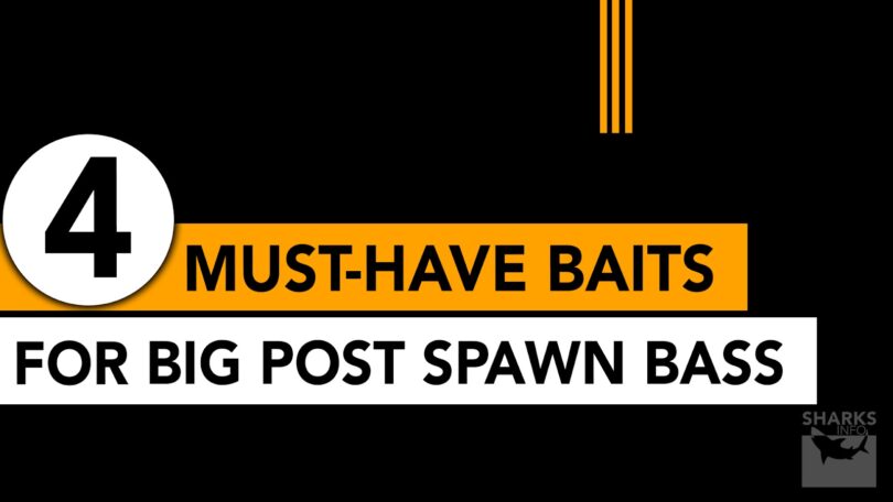 4 Must-Have Baits For Big Post Spawn Bass