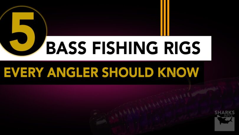 5 Bass Fishing Rigs Every Angler Should Know