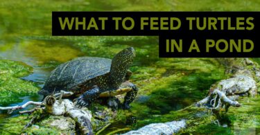 What to Feed Turtles in a Pond?
