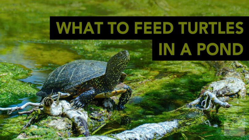 What to Feed Turtles in a Pond?
