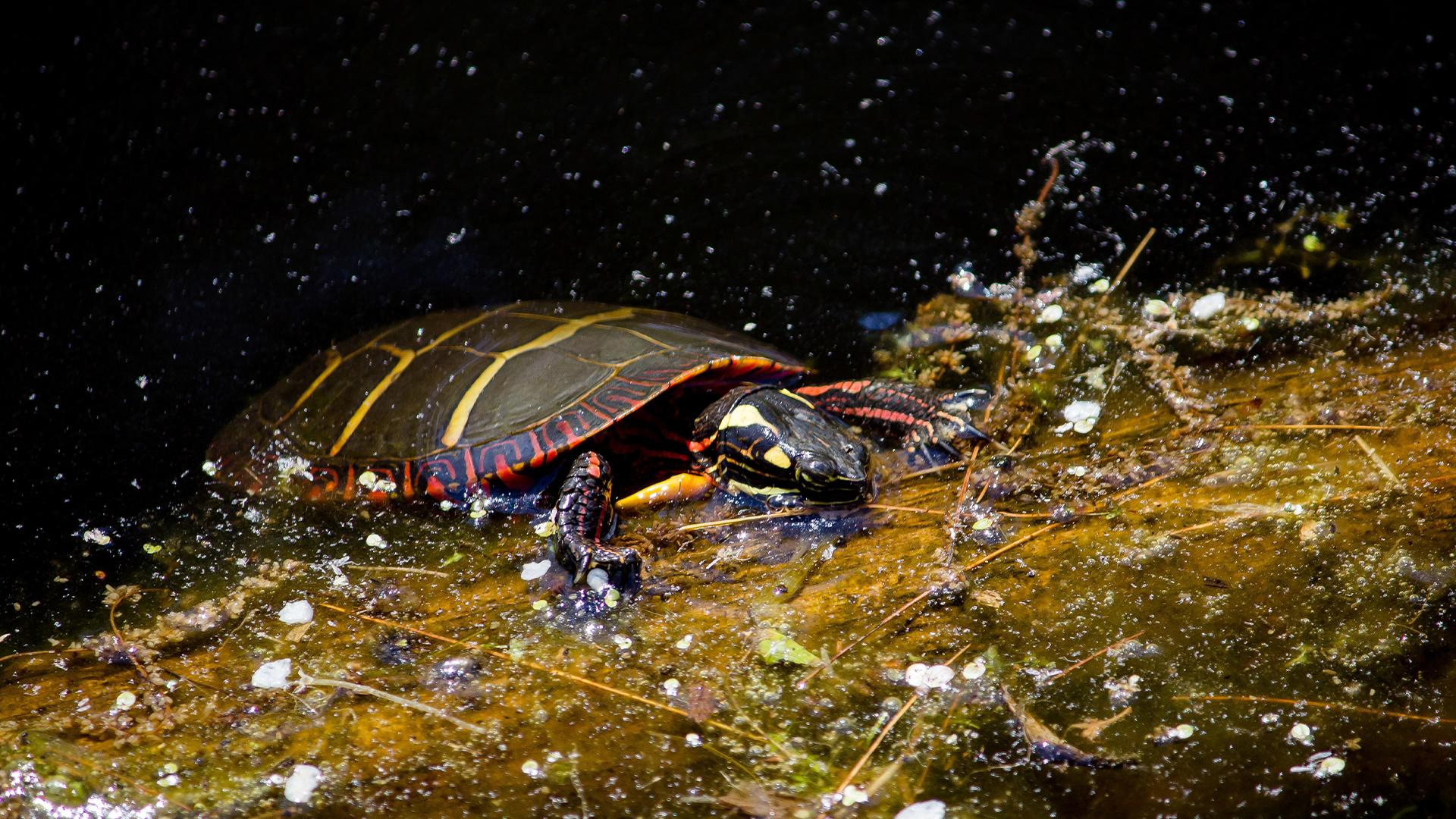 Where Do Turtles Go In The Winter? – 