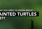 What You Need To Know About Painted Turtles Diet?