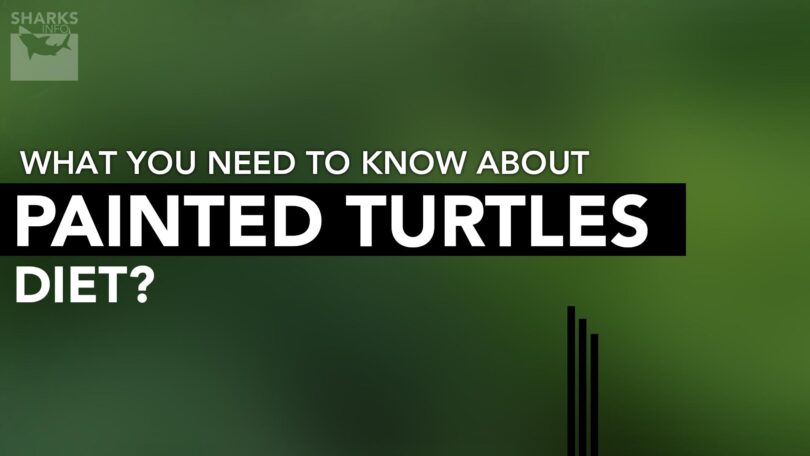 What You Need To Know About Painted Turtles Diet?