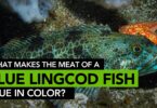 What Makes The Meat Of A Lingcod Fish Blue In Color?