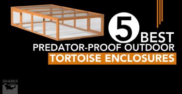 5 Best Predator-Proof Outdoor Tortoise Enclosures