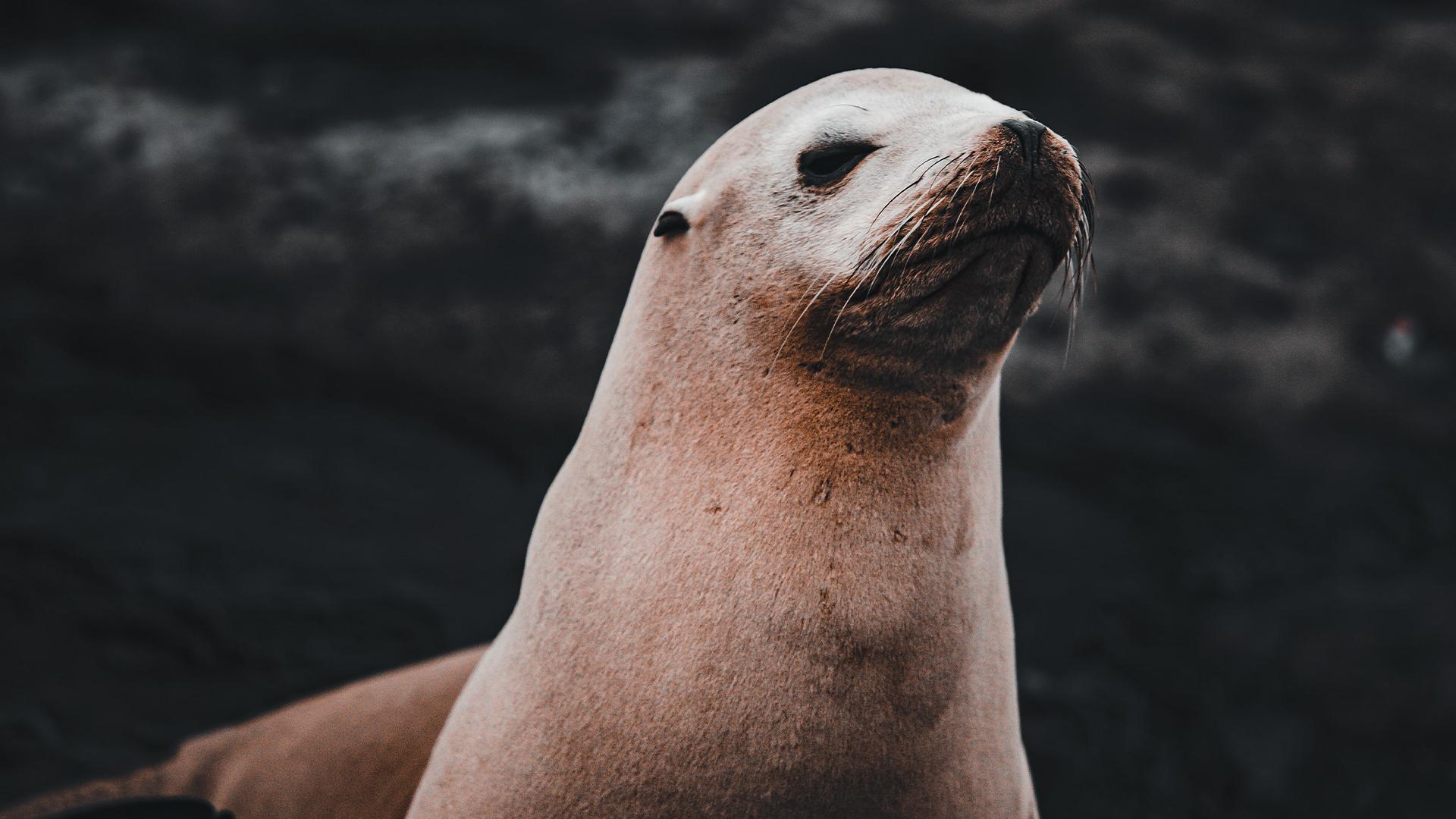 Are Sea Lions Dangerous?