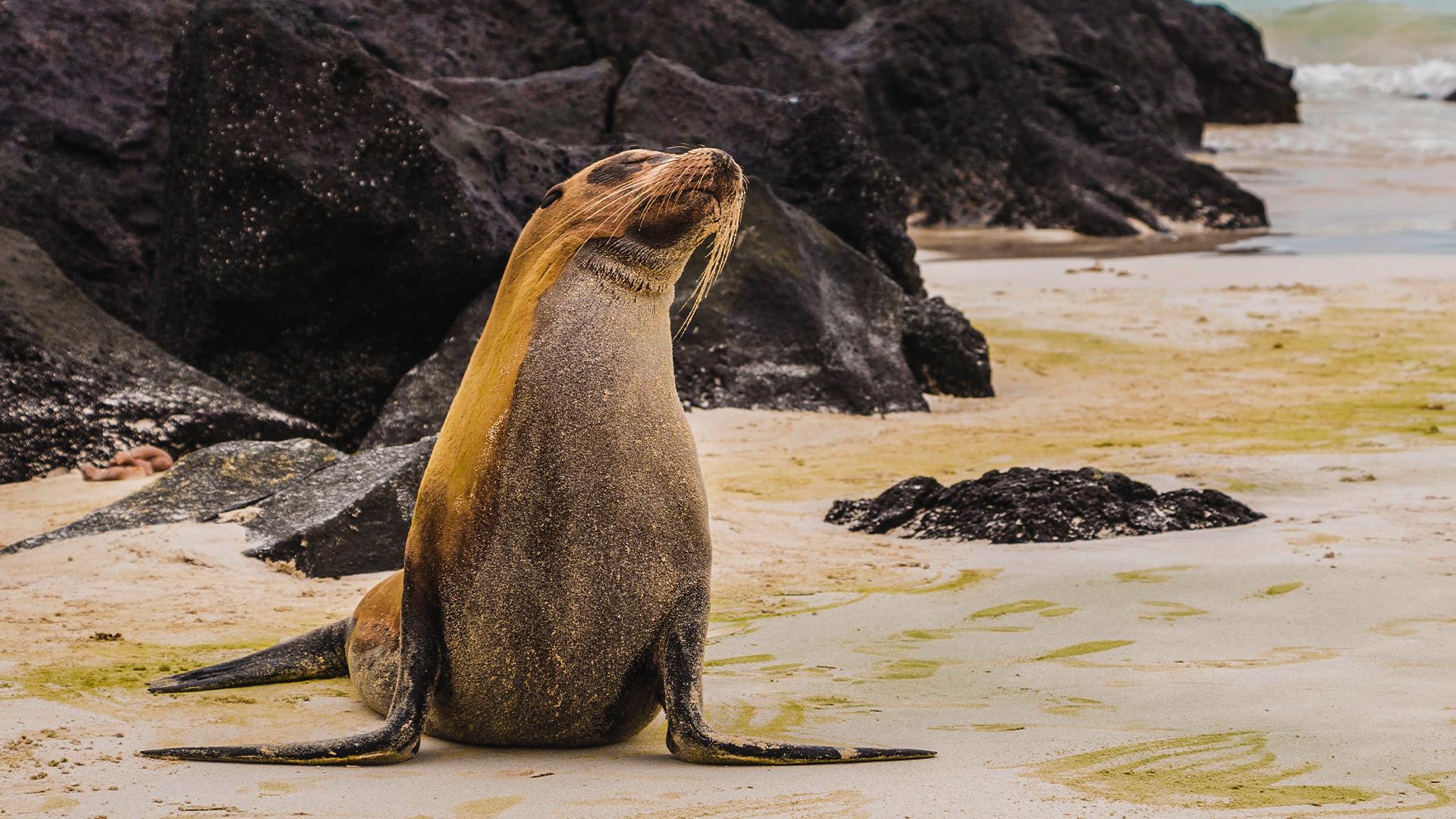 Are Sea Lions Dangerous? - sharksinfo.com