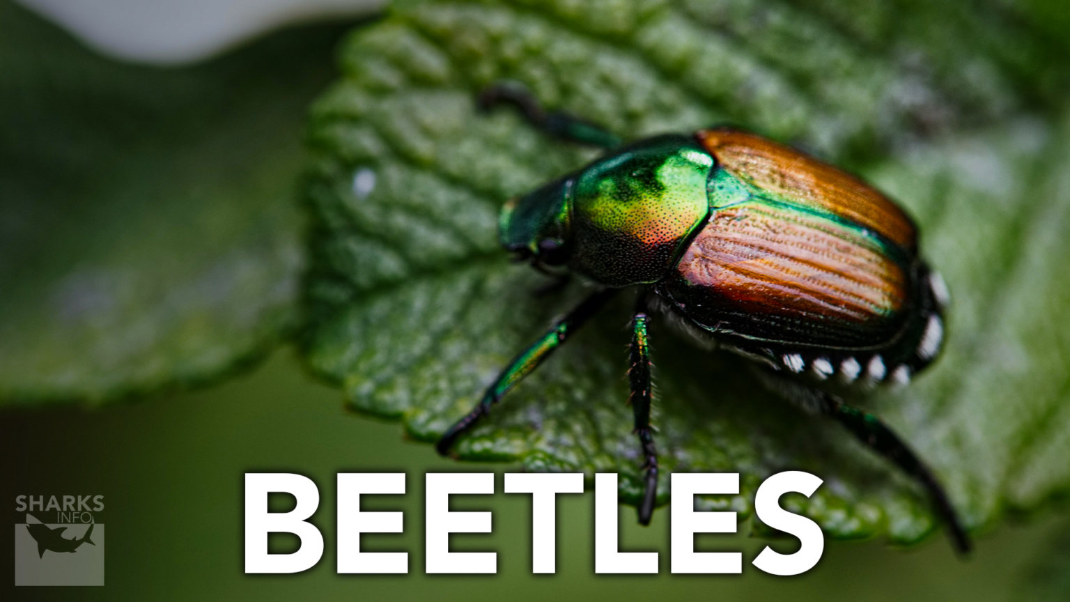 Are There More Insects Than Fish, Or Are There More Fish Than Insects