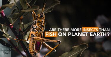 Are There More Insects Than Fish, Or Are There More Fish Than Insects On The Planet?