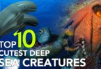 Top 10 Cutest Deep Sea Creatures