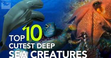 Top 10 Cutest Deep Sea Creatures