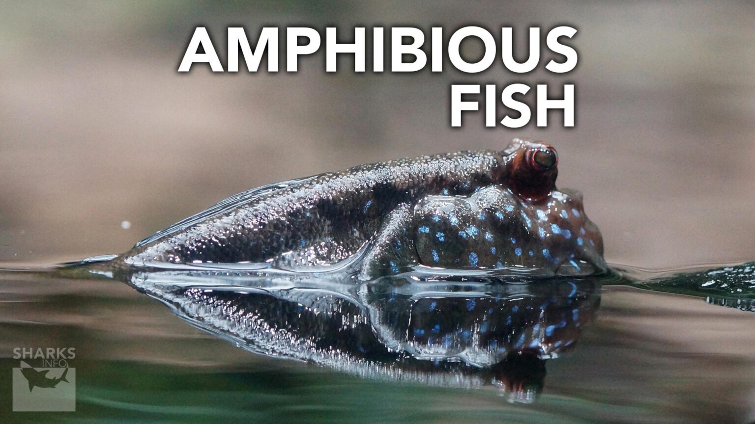 How Long Can Fish Survive Out Of Water?