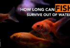 How Long Can Fish Survive Out Of Water?