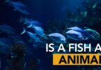 Is A Fish An Animal?