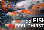 Do Fish Feel Thirst?